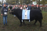 Ingresó el primer reproductor a la 142ª Exposición de la Sociedad Rural de Bahía Blanca